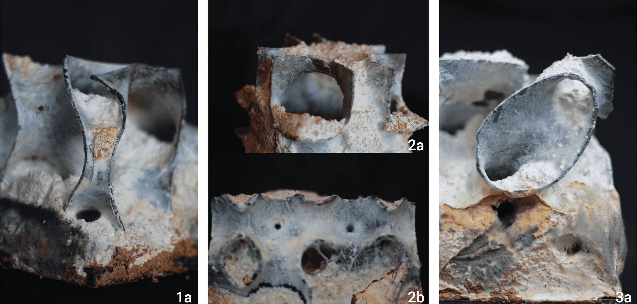  3D prints of various minimal surfaces using wood-based filaments and impregnated with mycelium. Investigation of combining the good mechanical properties of minimal surfaces with the good insulating properties of mycelium for architectural applications. (1a): Double gyroid; (2a): Neovius; (2b): Schwartz-P; (3a): Split-P 