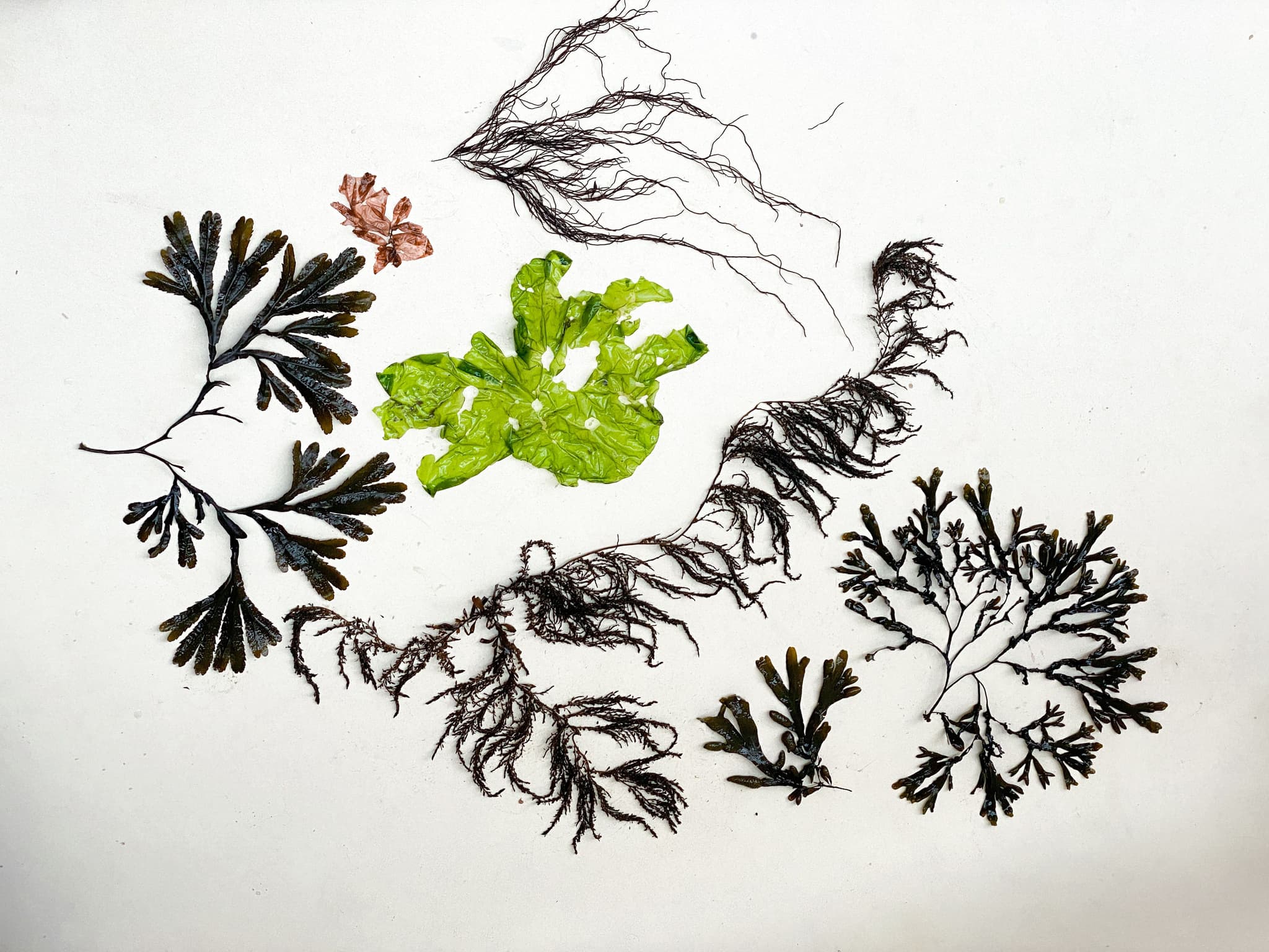 Nature's footprint: redefining shoe design with Aisha Kuijk