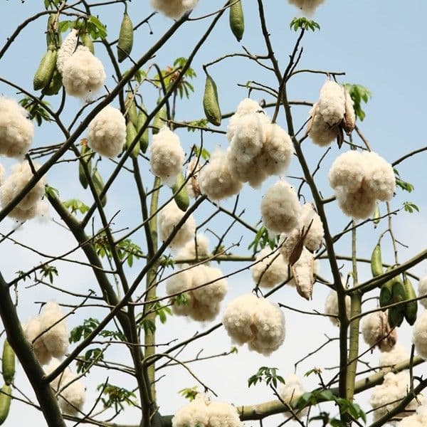  Kapok fiber production offers a potentially significant offset in terms of its carbon footprint compared with conventional textiles. 