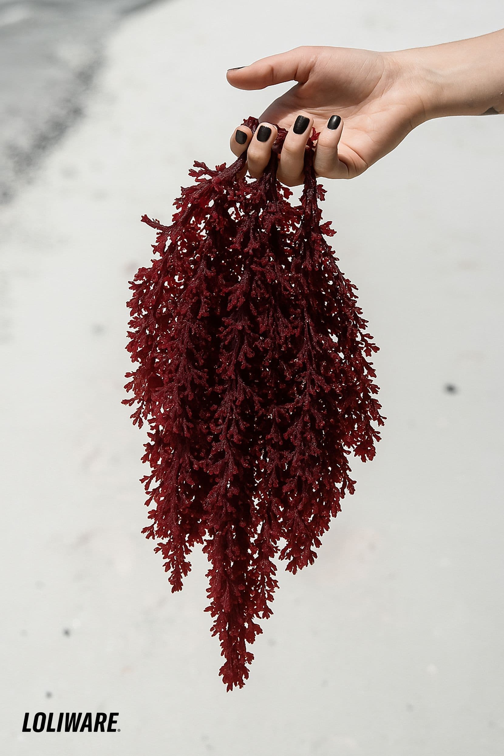 Seaweed—our favorite ocean-grown material—is the backbone of LOLIWARE®’s regenerative technology, which transforms sustainably farmed seaweed into high-performance, plastic-free solutions.