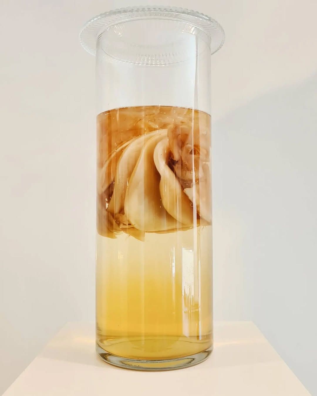 Scoby research at exhibition in Goethei Istitut in 2022. Photo credits of Maja Halilovic.