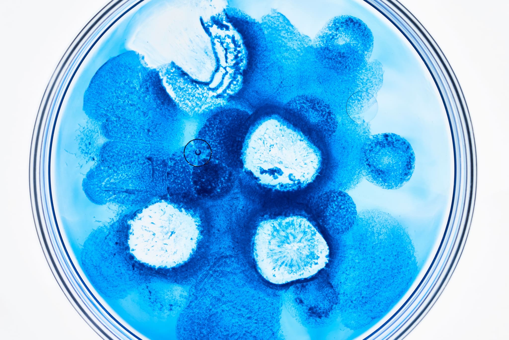 Photo courtesy of Algaeing.