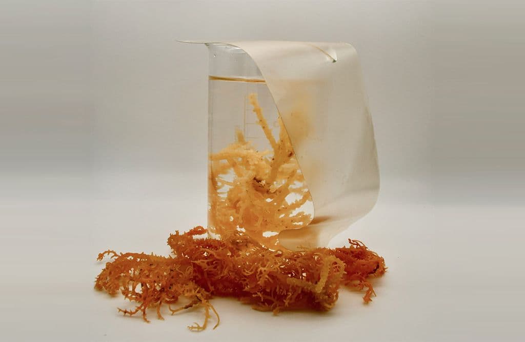A close-up shot of a transparent compostable film draped over seaweed biomass—demonstrating FlexSea’s prototype bioplastic in progress