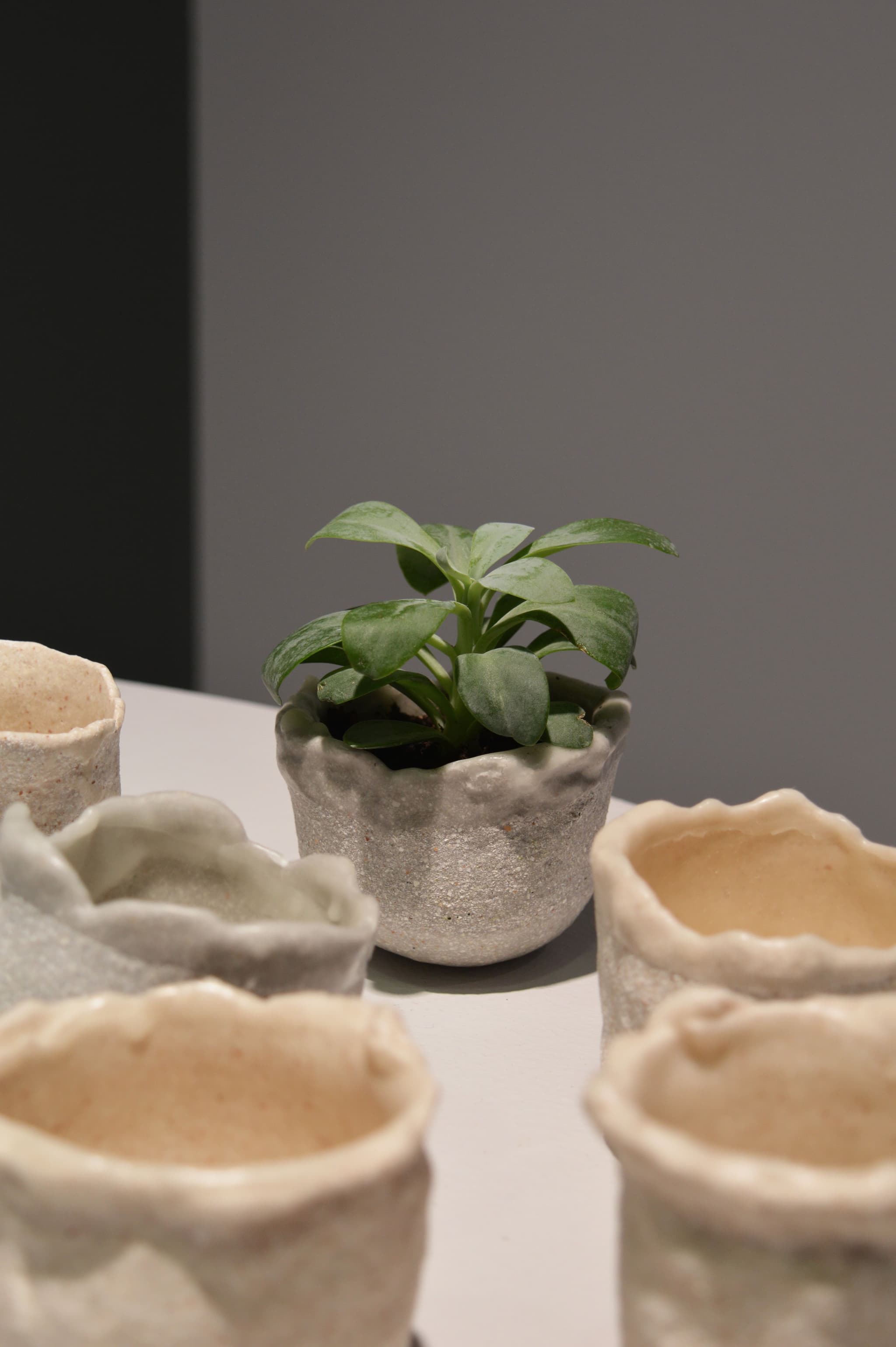 Eggshell Replanter at Ambiente