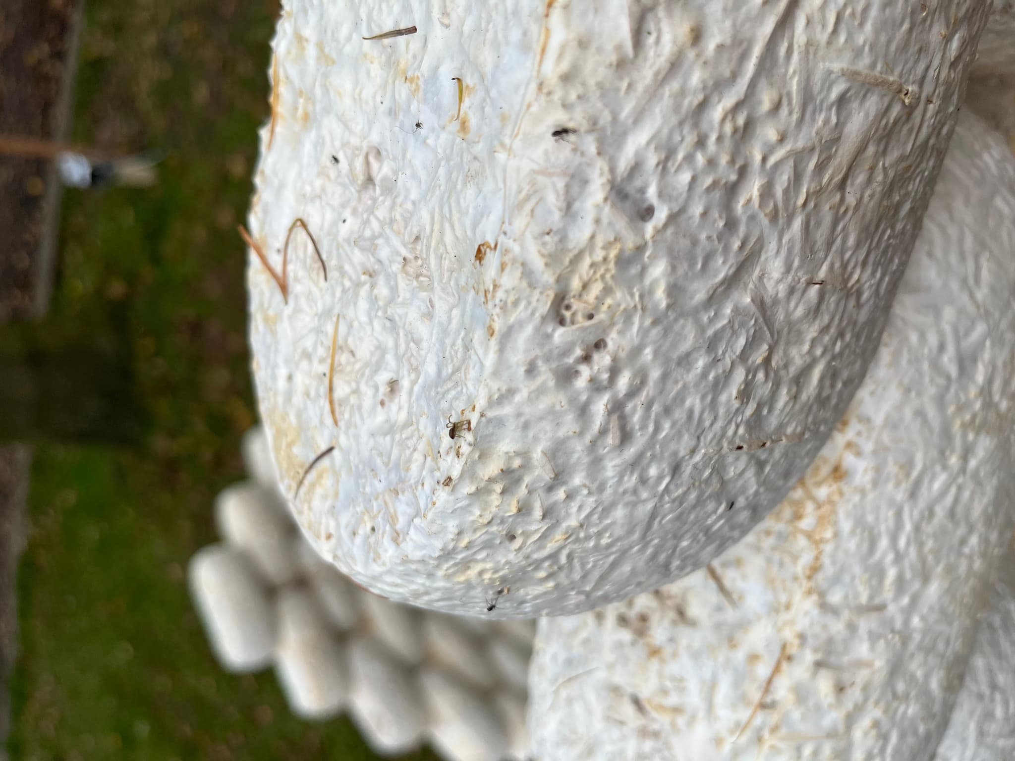 HOW TO HOPE TO BE Catinca Tilea