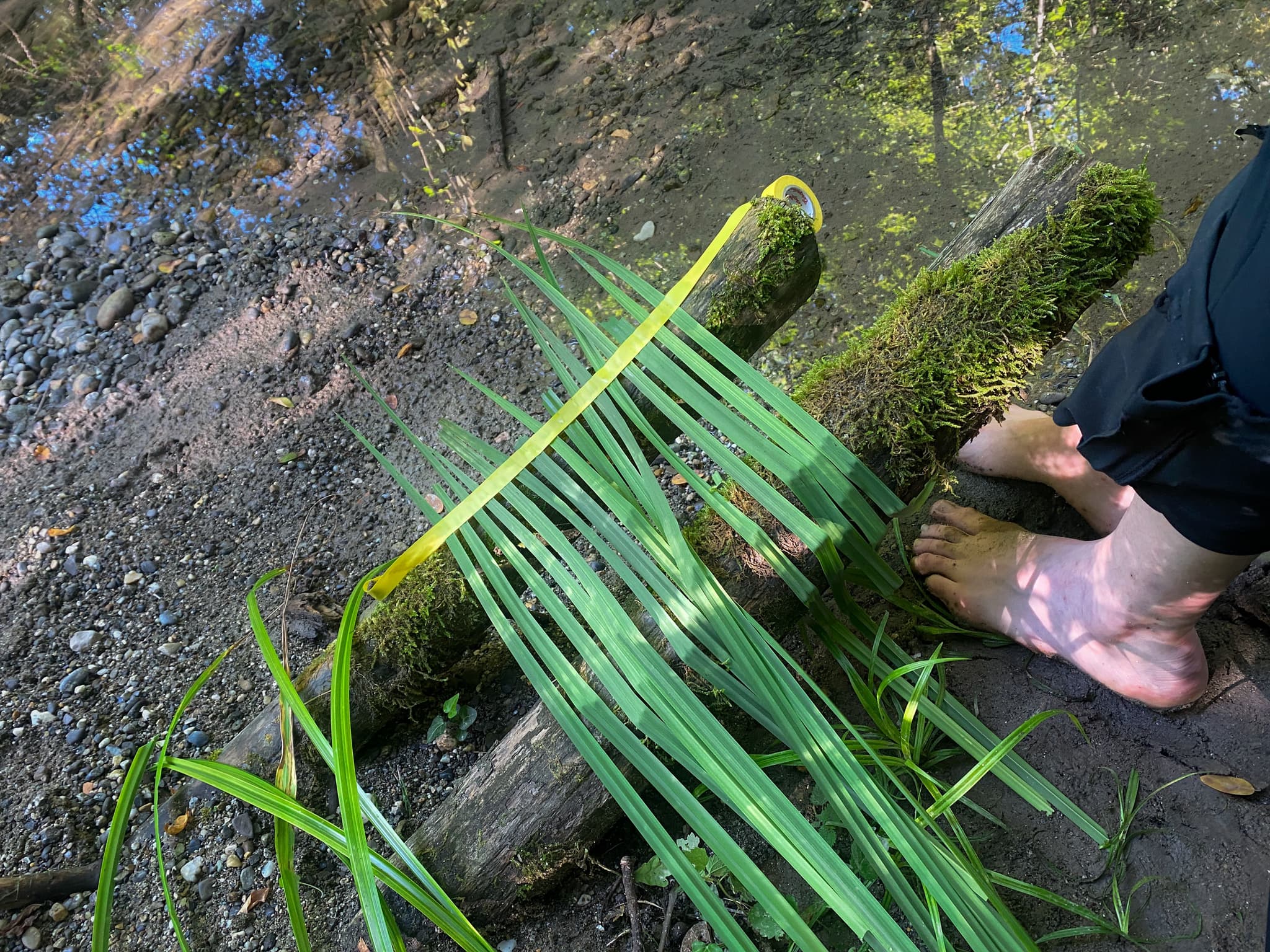 Aisha's concepts can come from a mere leaf, a pebble, or anything.