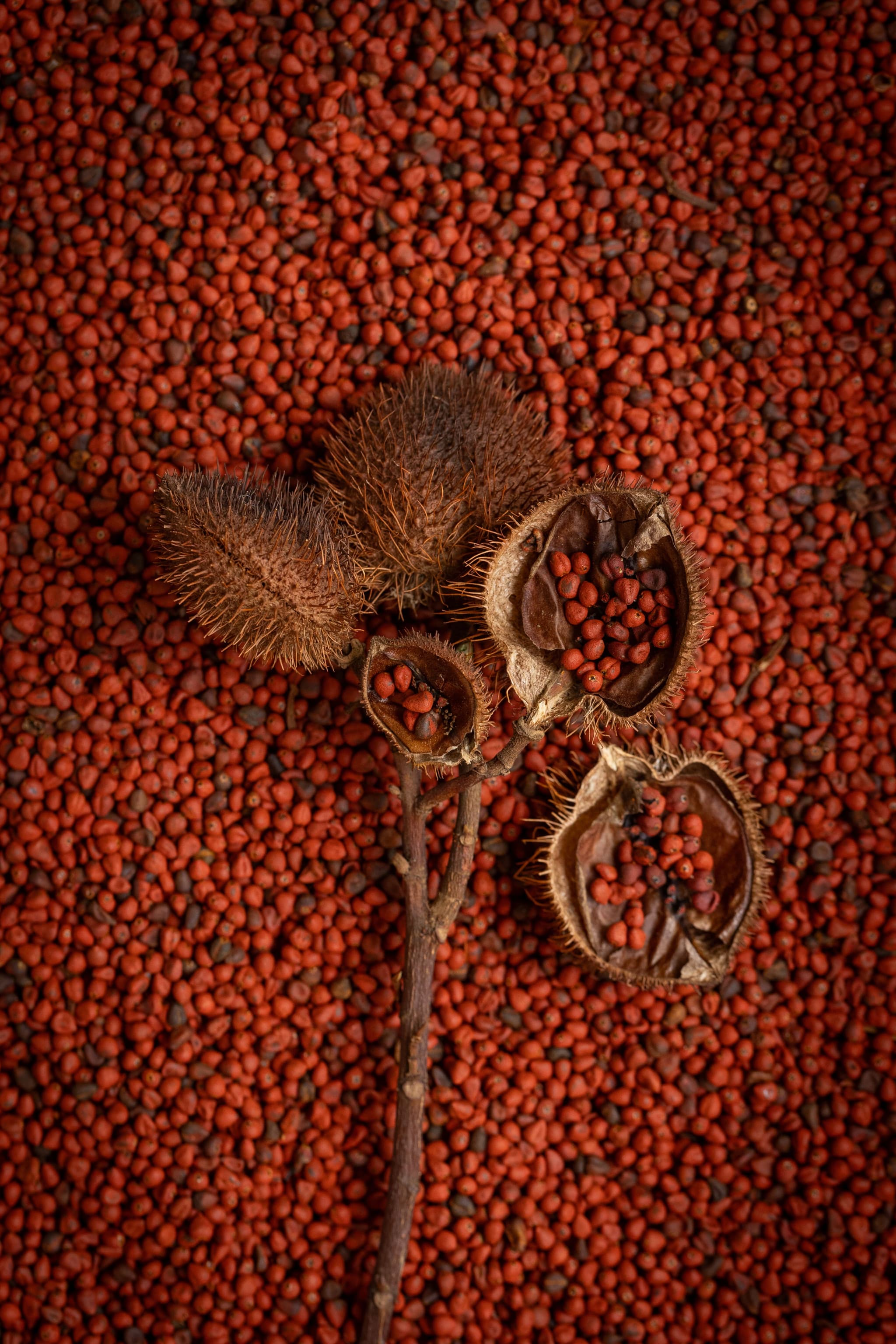 Ingredients Sourced by Mattricaria