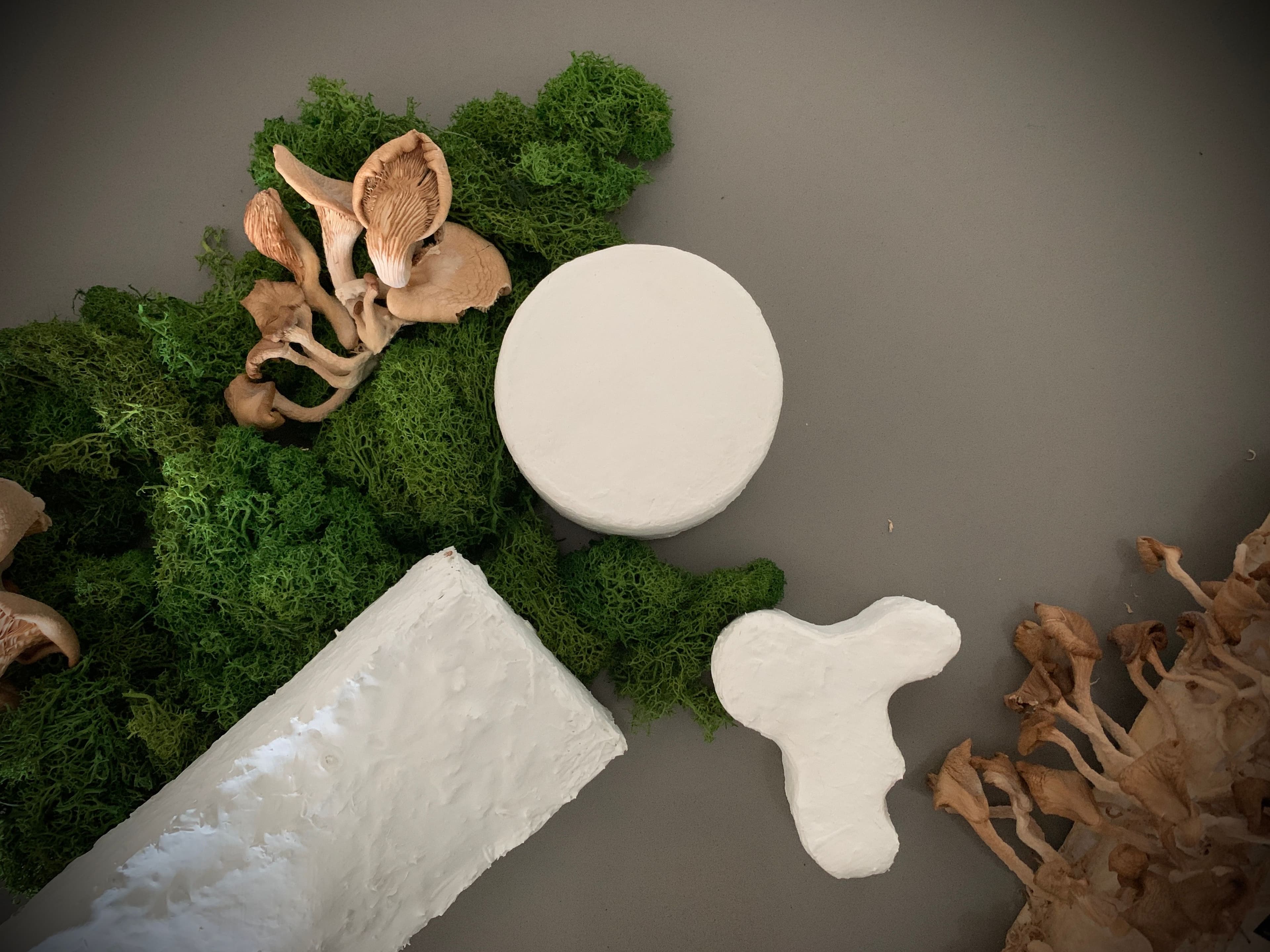 Shroom with a View: MycoSphere’s Desert-Born Fungal Futures