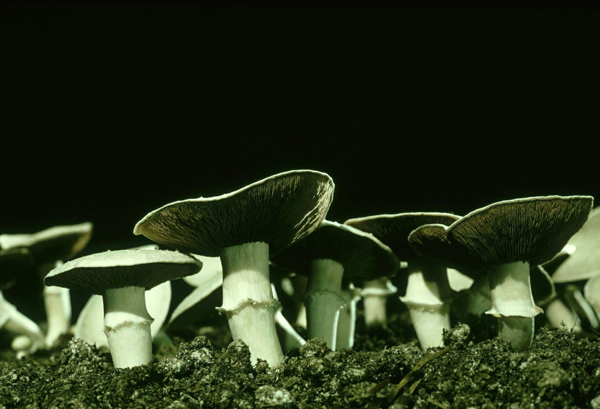 Tocco Report: Mycelium 2025 - Fungal Futures