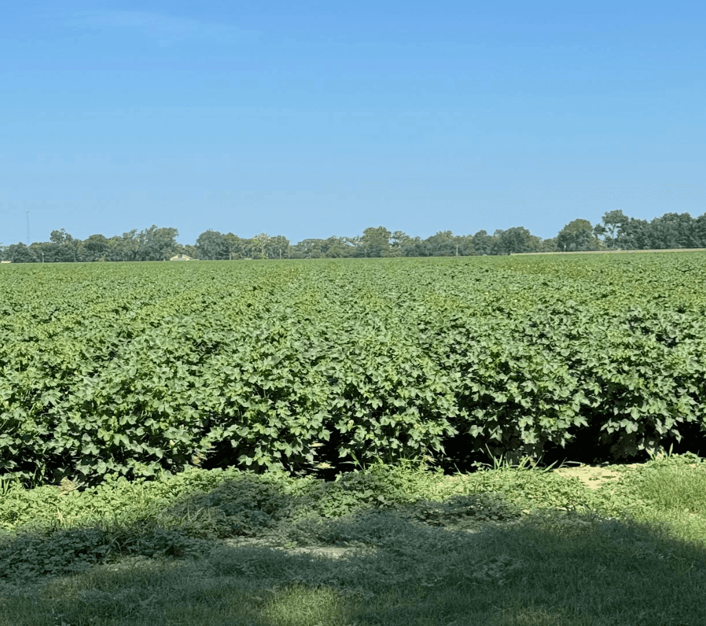 2025 Staplcotn Regenagri Trials: Crop development and Biothread consortia being mixed in with ferrtiliser by growers