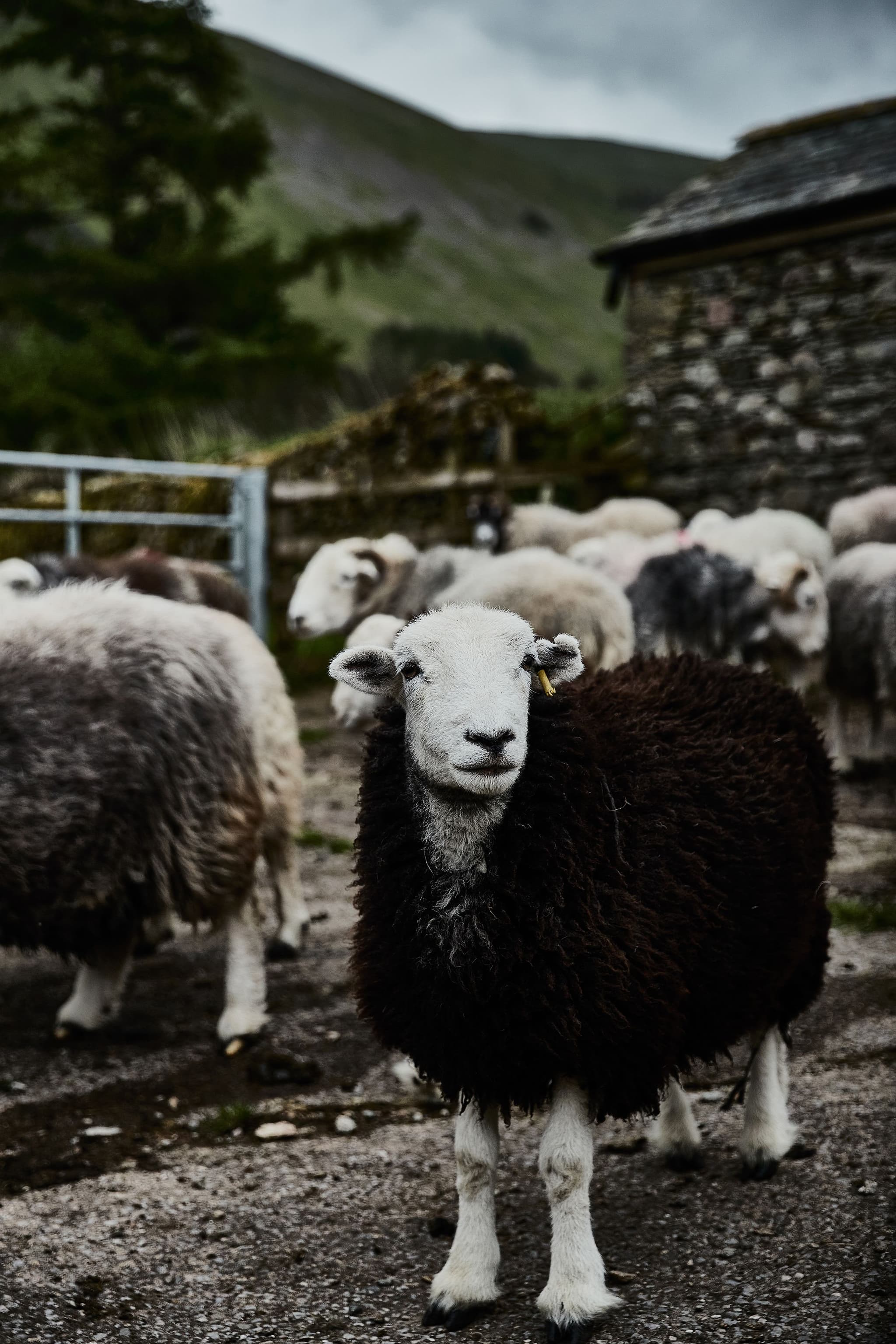 Welsh mountain. Photo courtesy of Solidwool.