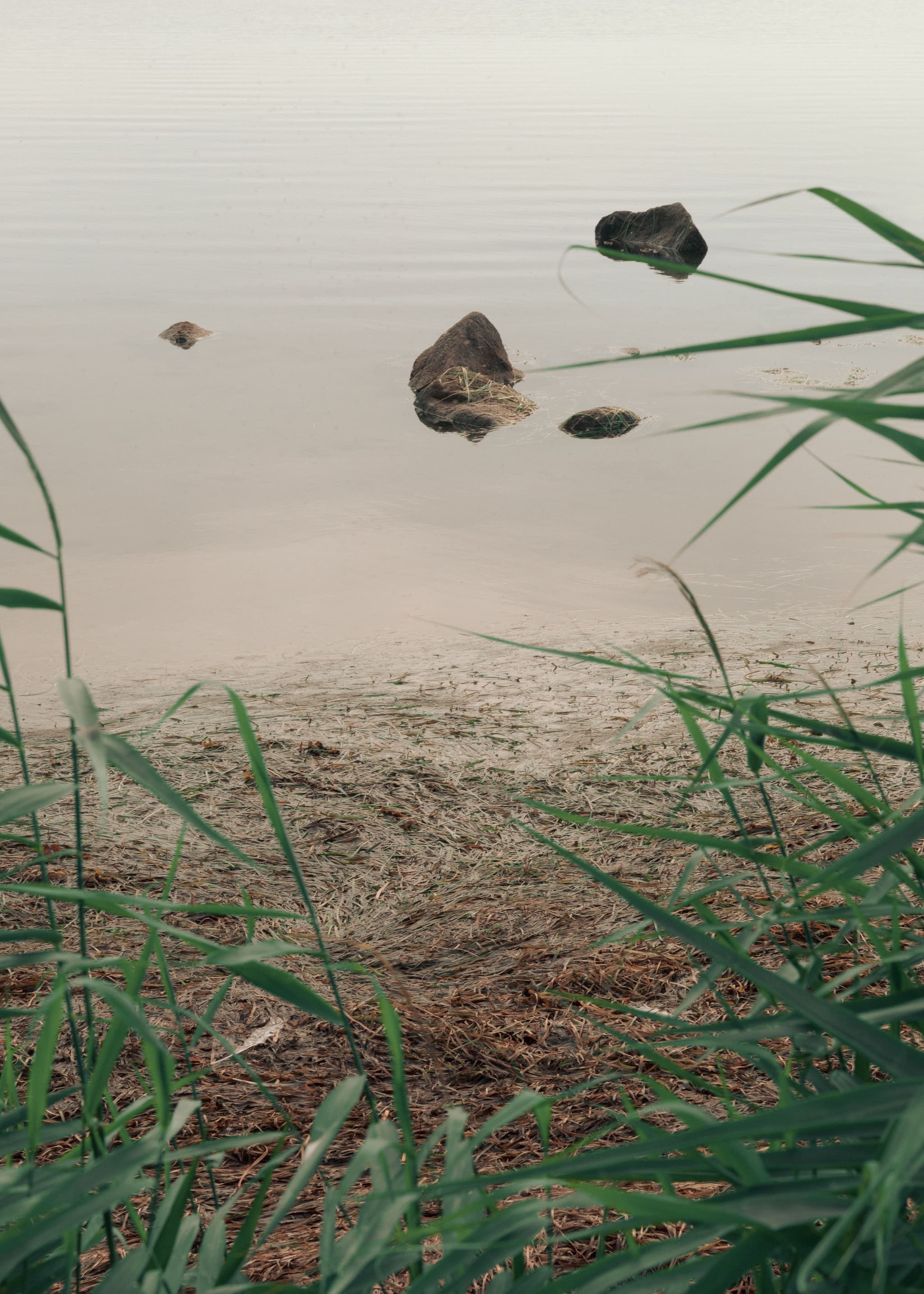 Eelgrass in water. Photo by Christian Møller Andersen.