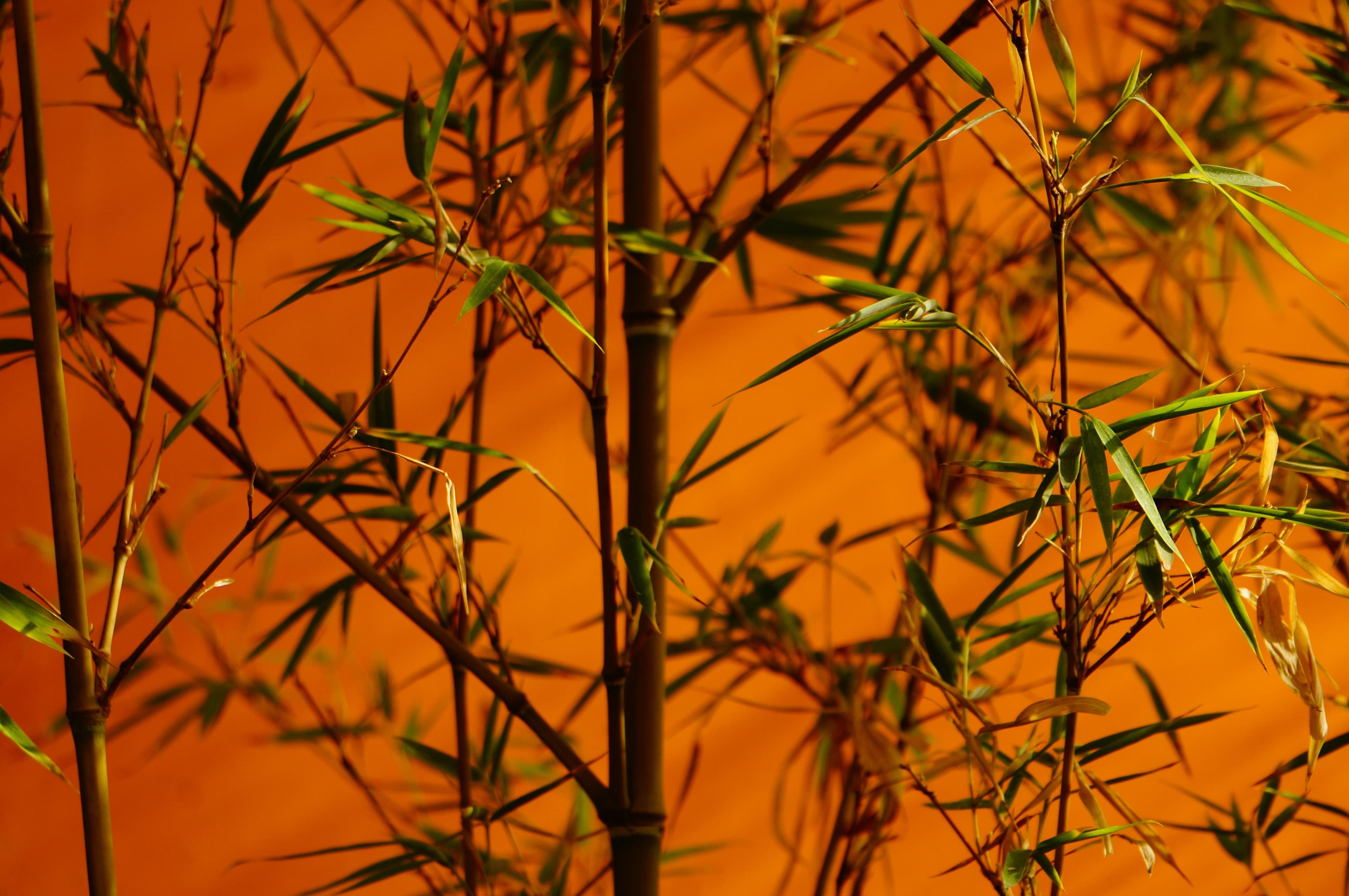 Bamboo fiber as regenerative material