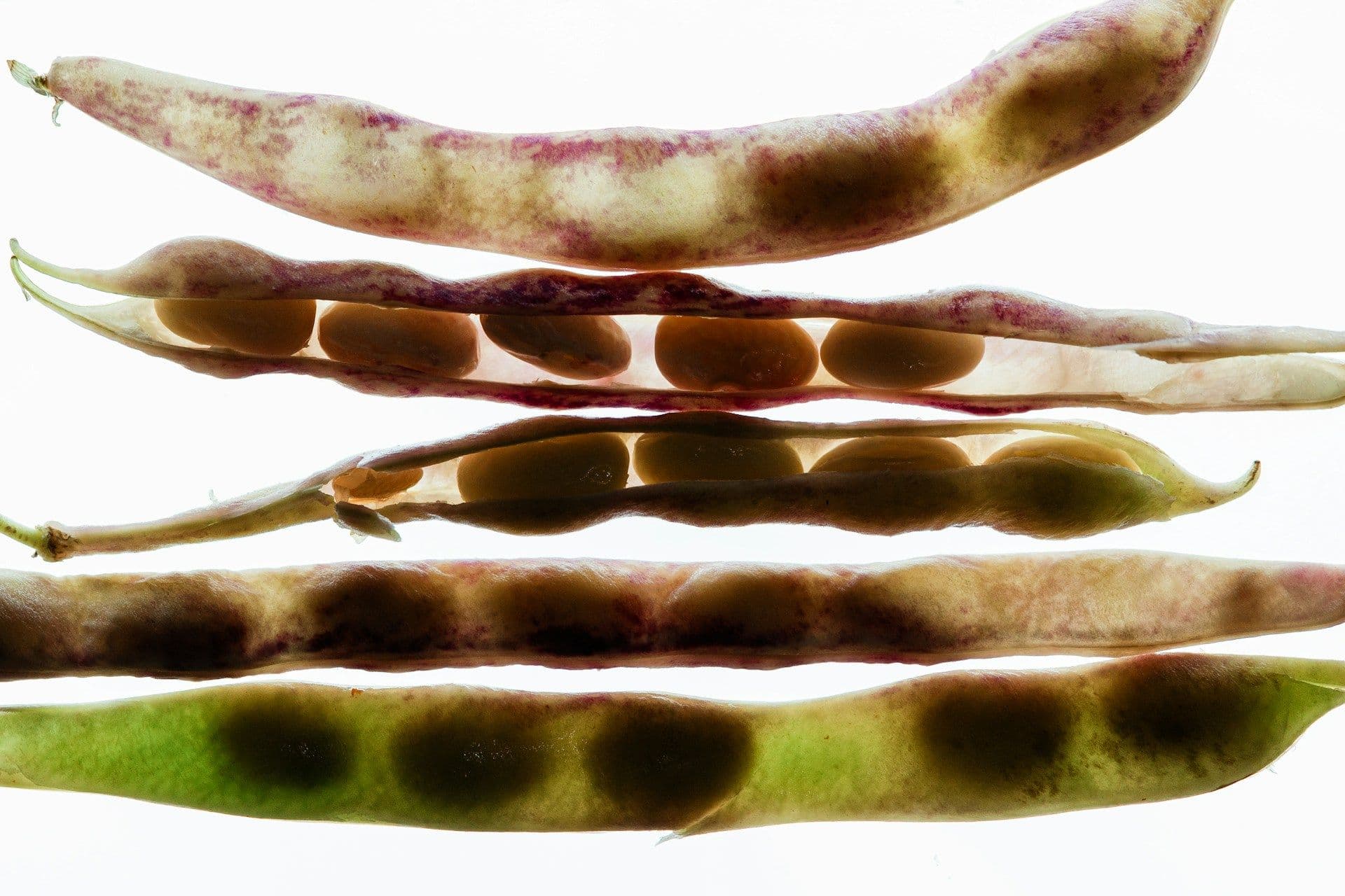 Tocco Report: BIODESIGN 2024