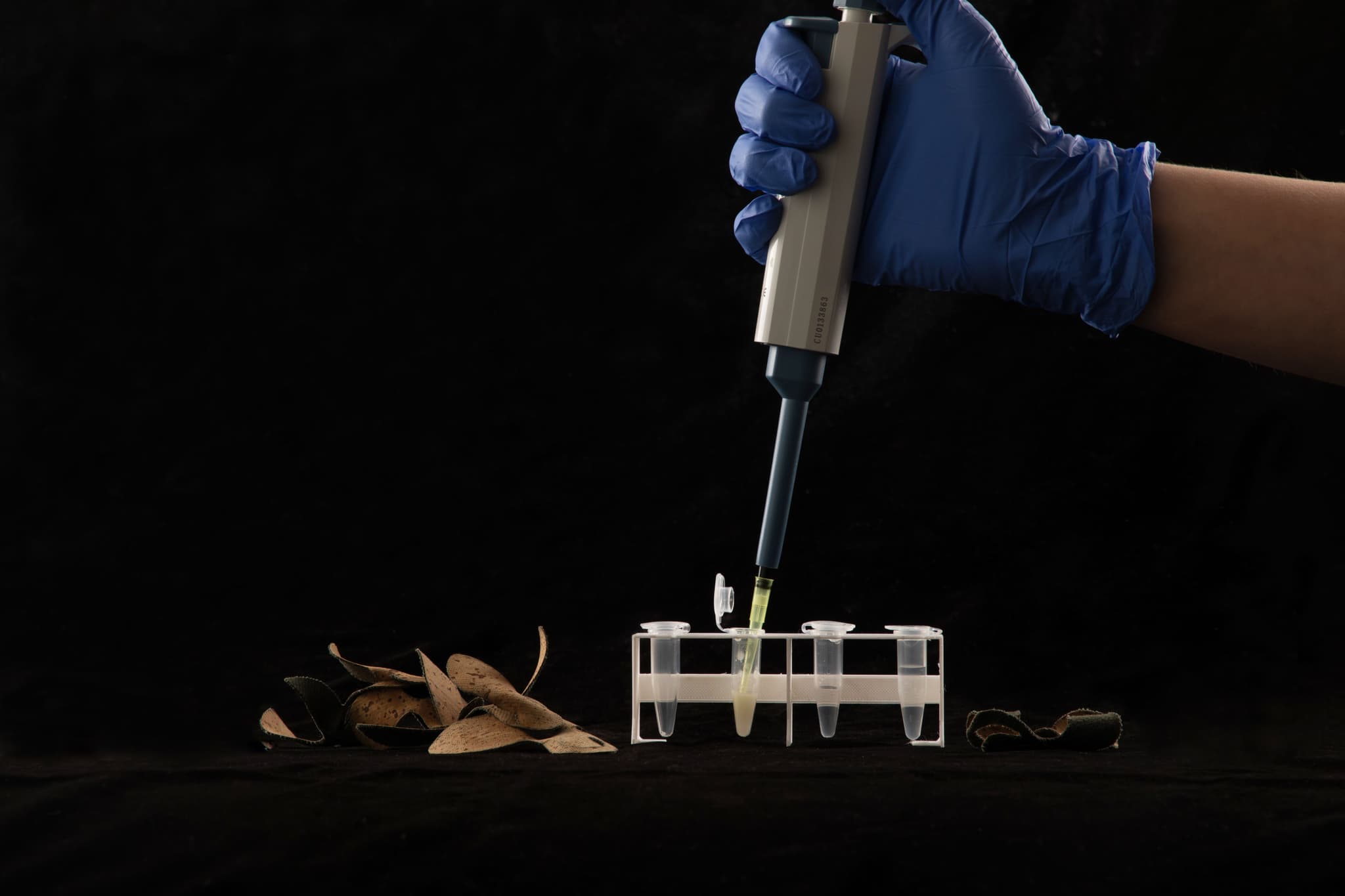 Spores biological glue