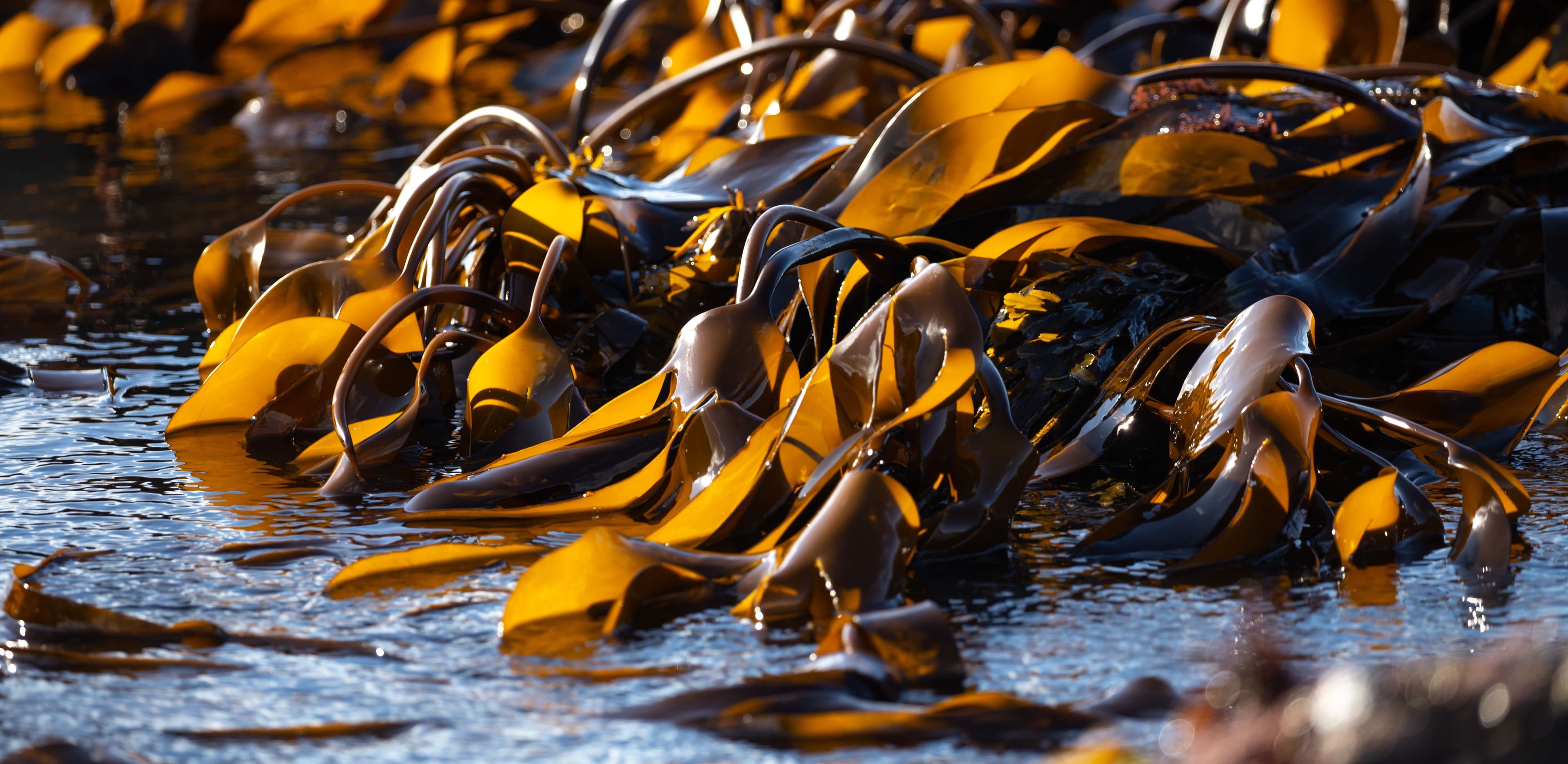 8 companies reinventing packaging with seaweed